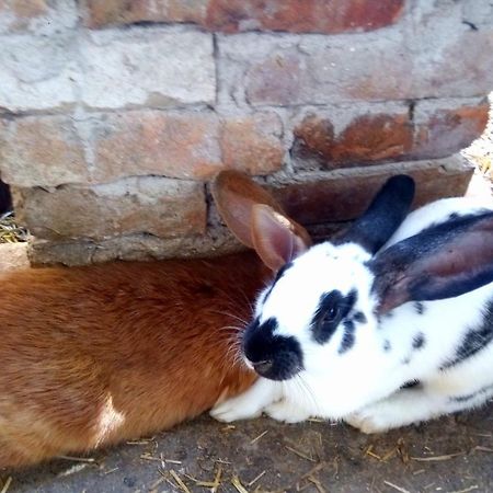Jurtafarm Rackeve - A Nomad Luxus Hotel Ngoại thất bức ảnh