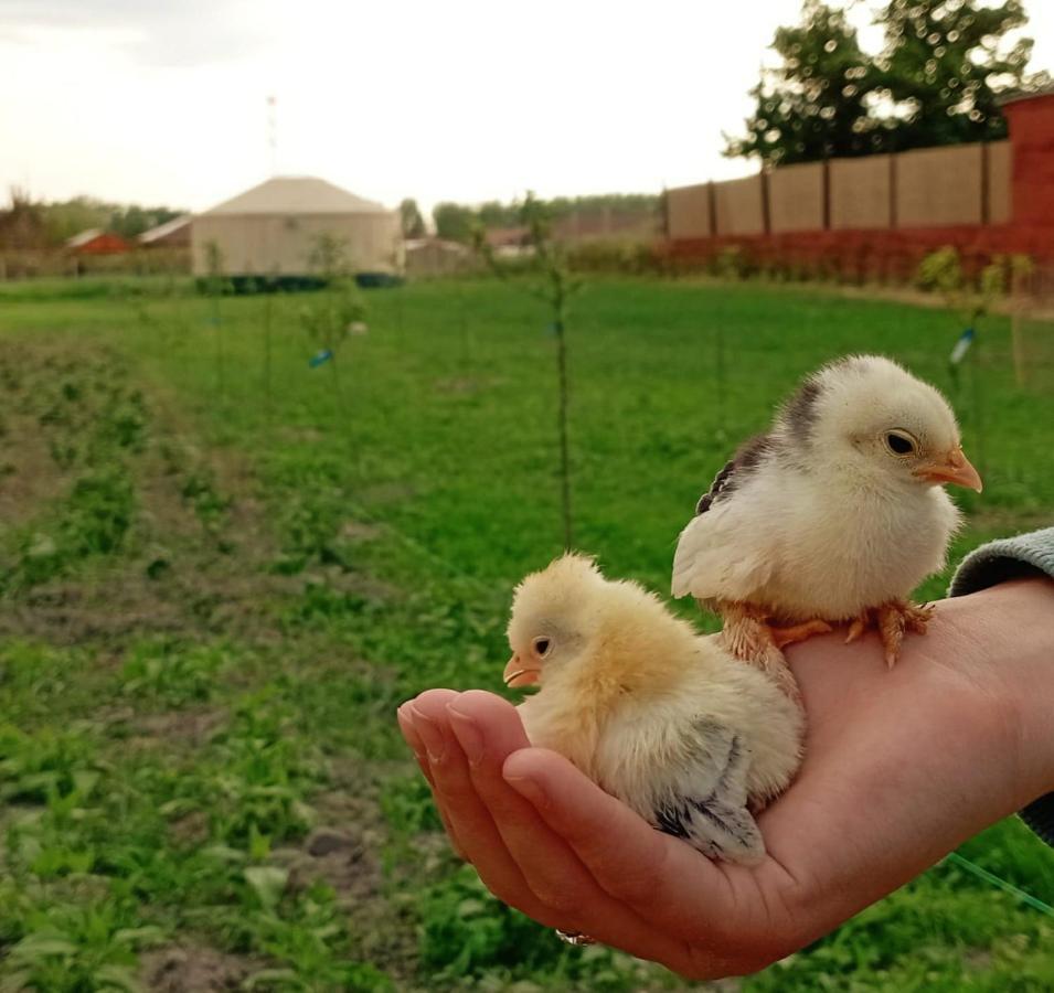 Jurtafarm Rackeve - A Nomad Luxus Hotel Ngoại thất bức ảnh